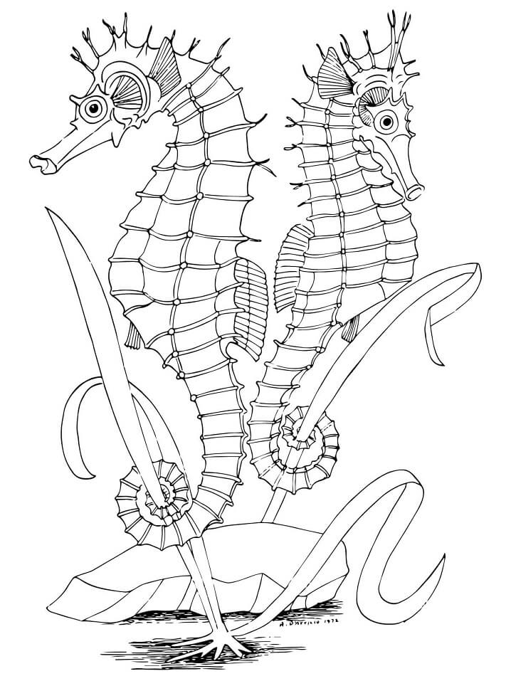 Desenho de Cavalo Marinho Detalhado para Colorir Pdf