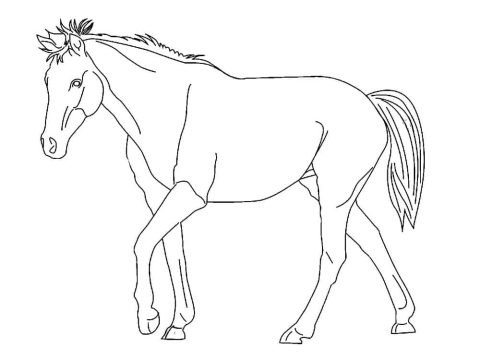 Desenho de Um Cavalo Normal para Colorir