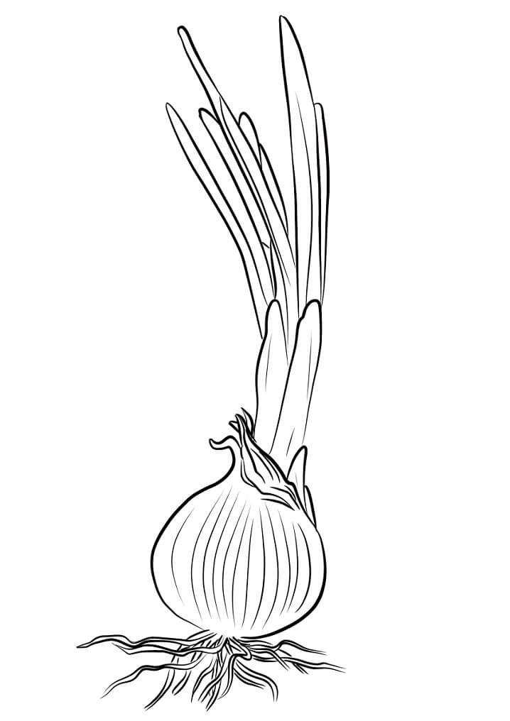 Desenho de Cebola com Raízes para Colorir
