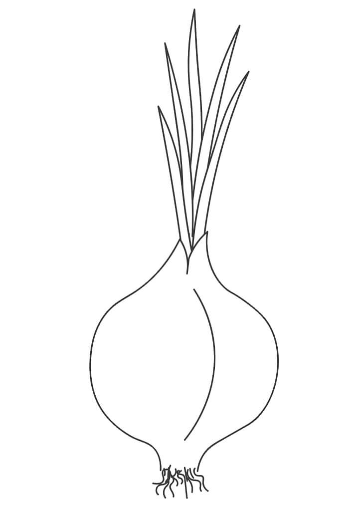 Desenho de Cebola Detalhada para Colorir Pdf