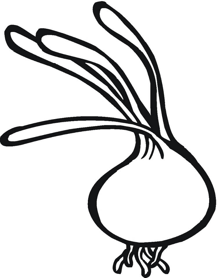 Desenho de Cebola Grande para Colorir Pdf