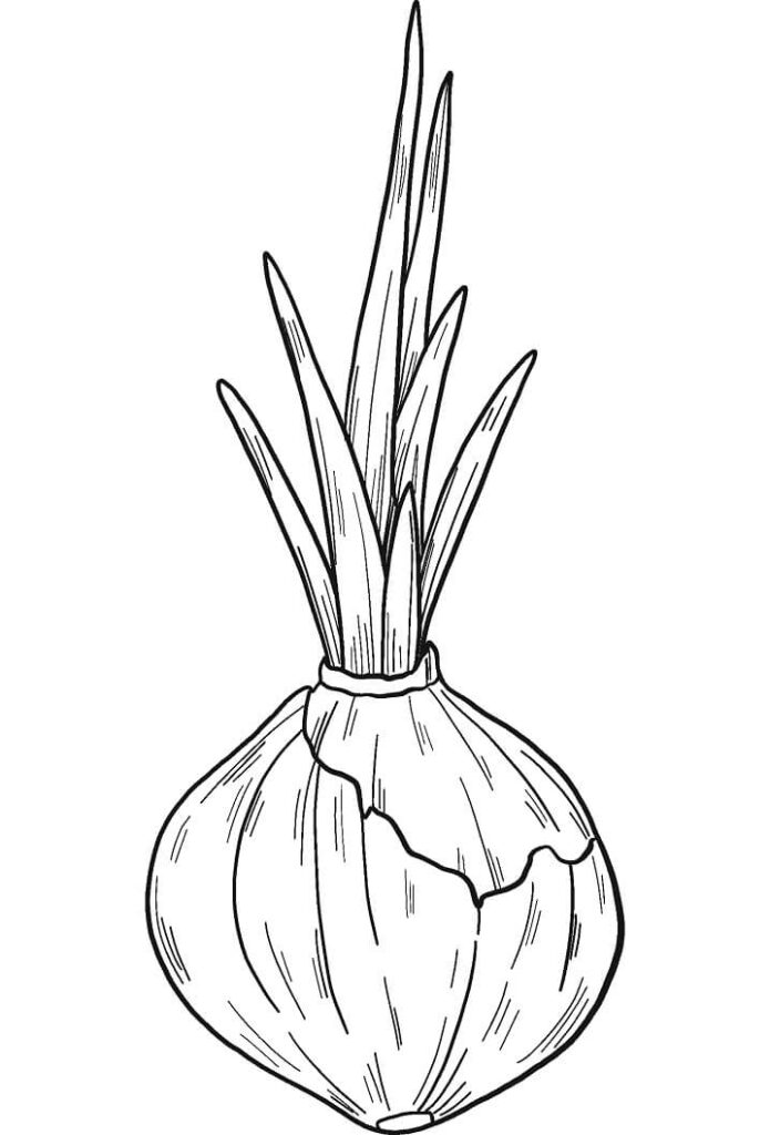 Desenho de Cebola Imprimivel Download