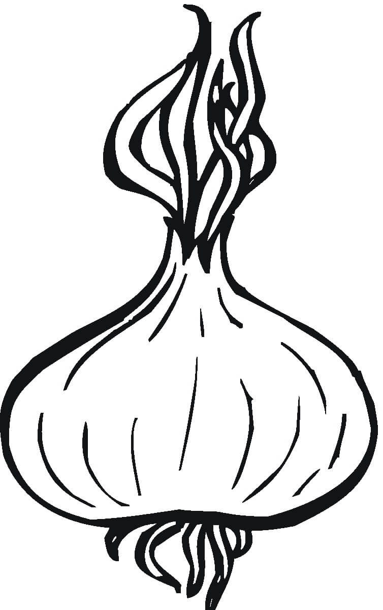 Desenho de Cebola para Imprimir Lápis de Cor