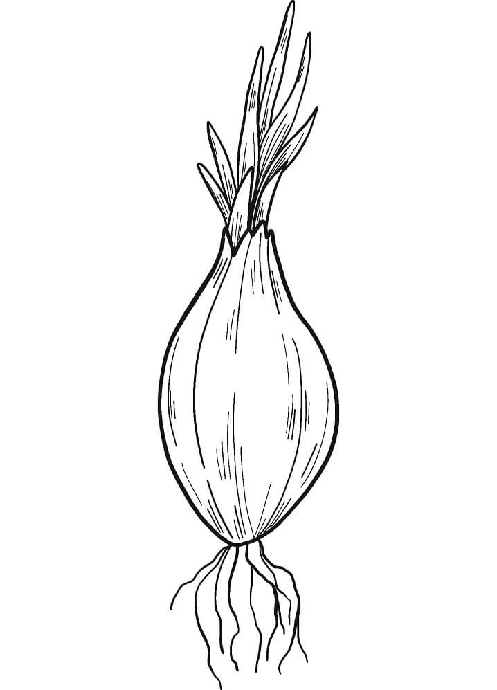 Desenho de Cebola Tradicional para Imprimir