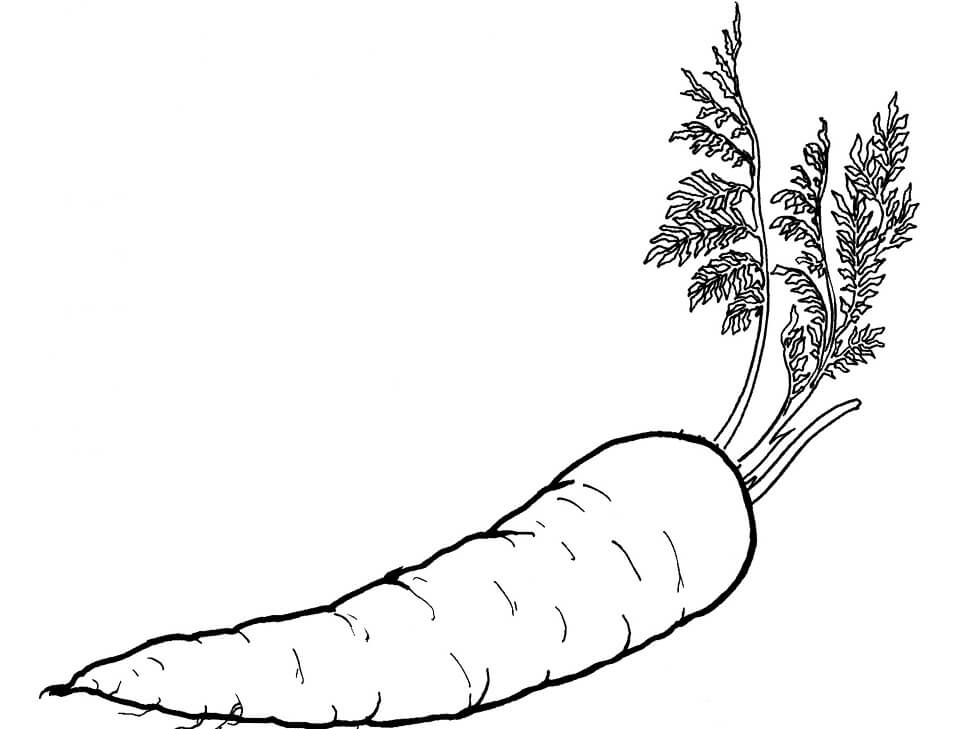 Desenho de Cenoura Colorida para Colorir Pdf