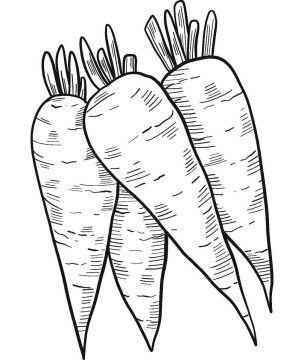 Desenho de Cenoura no Jardim para Imprimir