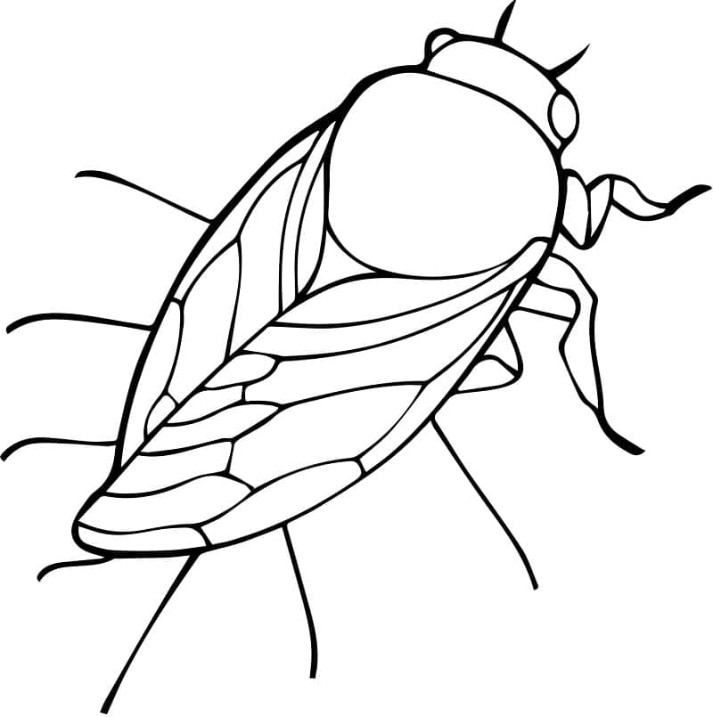 Desenho de Cigarra Grátis para Crianças para Colorir