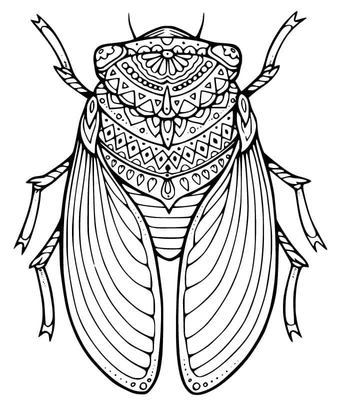 Desenho de Cigarra para Adultos para Colorir