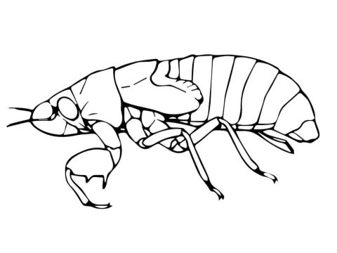 Desenho de Ninfa de Cigarra para Colorir