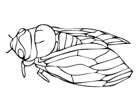 Desenho de Uma Cigarra para Colorir