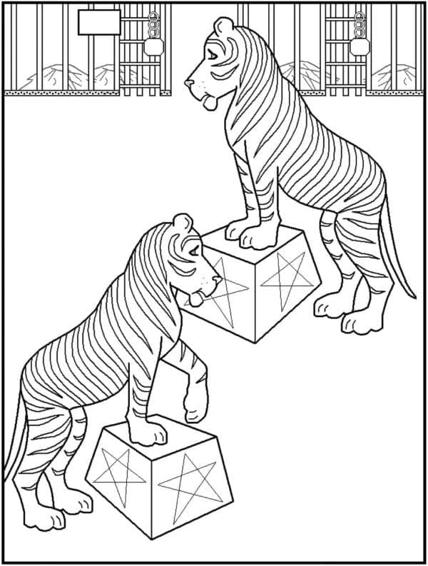 Desenho de Tigres de Circo para Colorir