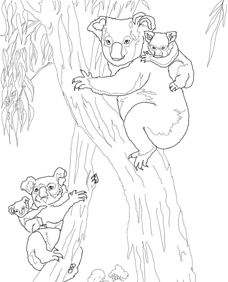 Desenho de Coala Brincando para Colorir
