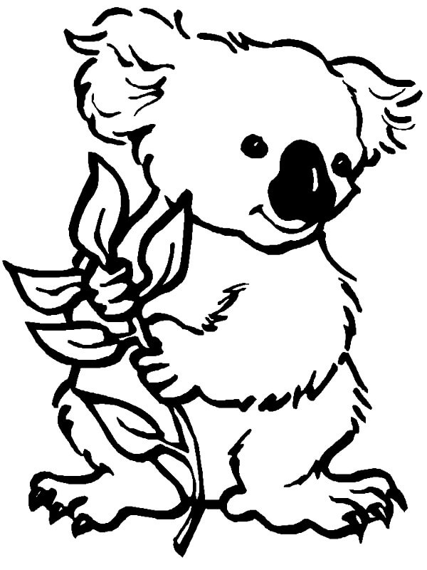 Desenho de Coala Colorido para Colorir Pdf