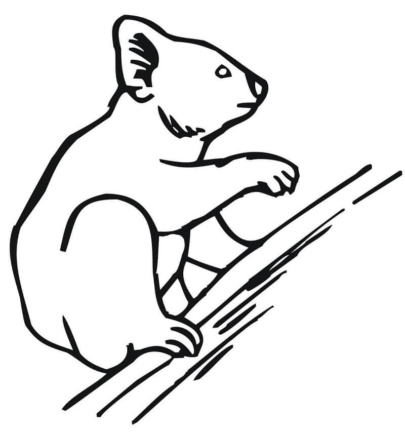 Desenho de Coala com Amigos para Colorir Pdf