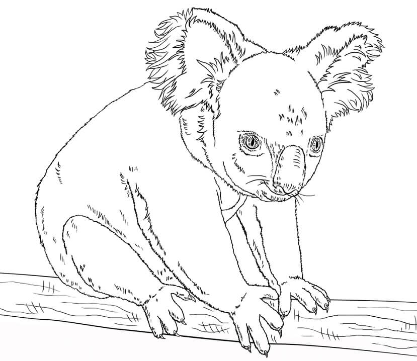 Desenho de Coala com Coração para Imprimir
