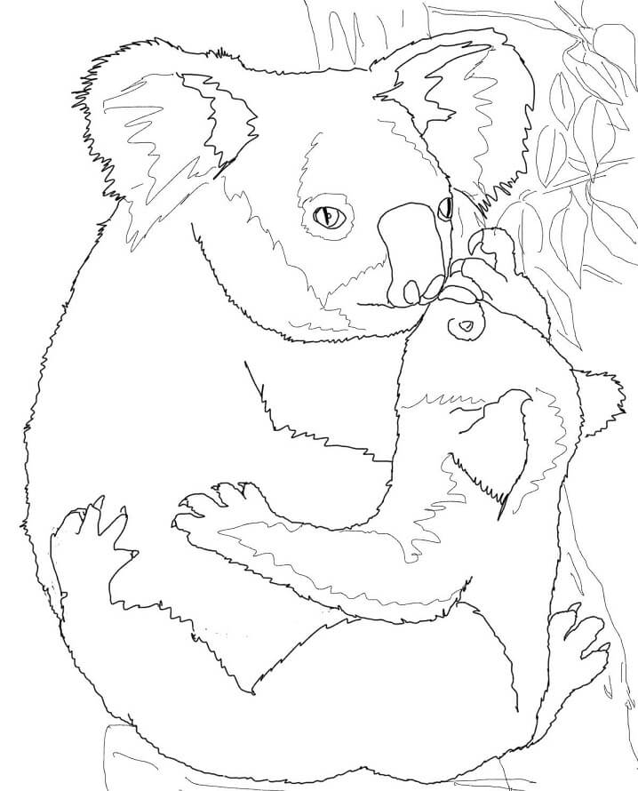 Desenho de Coala com Laço para Colorir Pdf