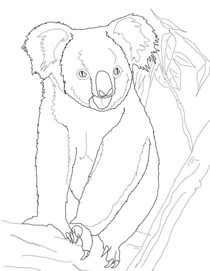 Desenho de Coala com Sombra para Imprimir