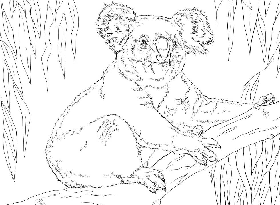 Desenho de Coala em Cenário Natural para Colorir Pdf