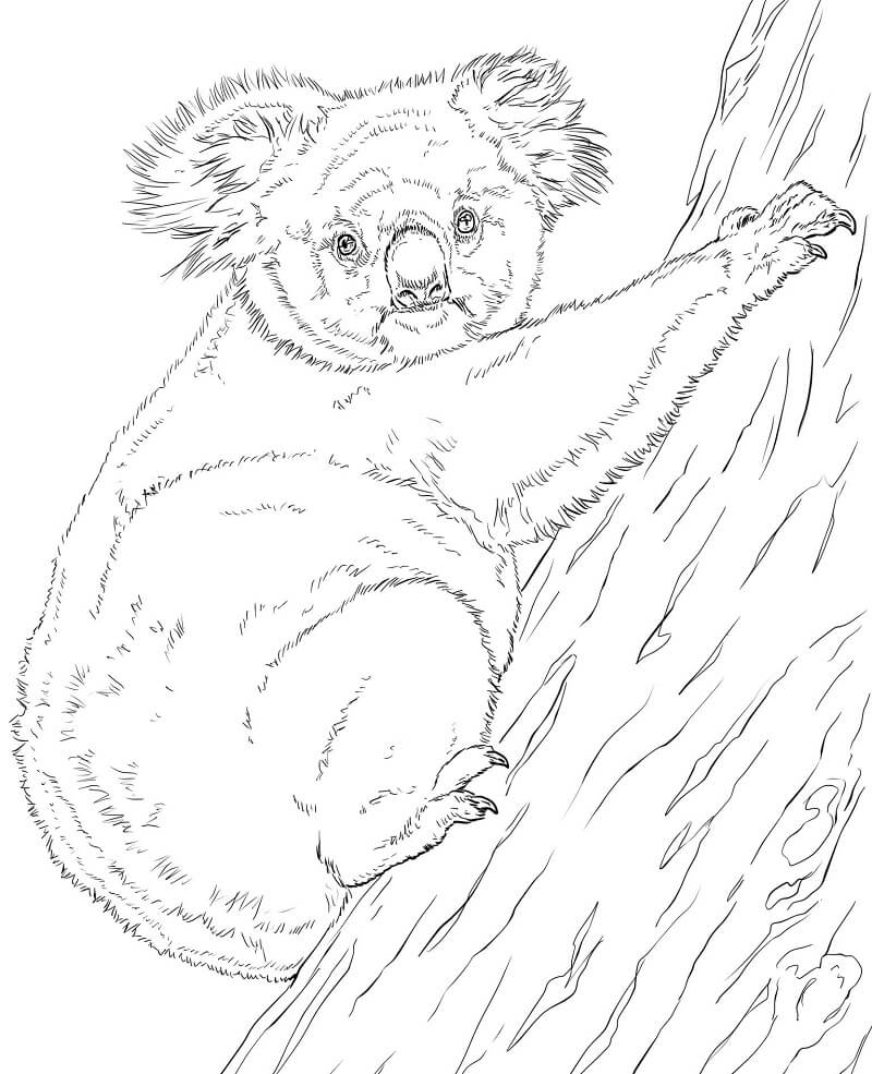 Desenho de Coala em Close para Imprimir