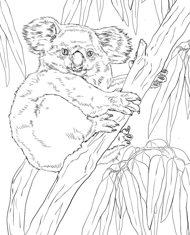 Desenho de Coala em Desenho Animado para Imprimir