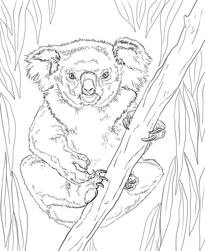 Desenho de Coala em Estilo Kawaii para Colorir