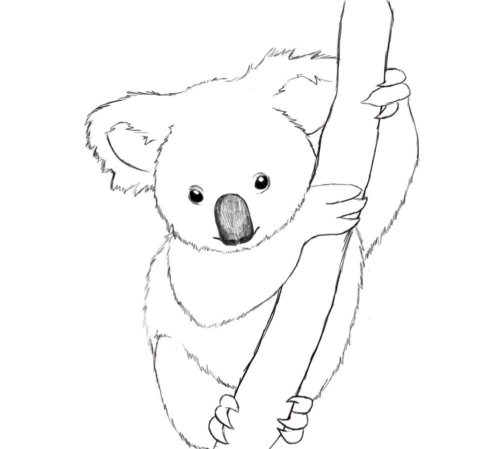 Desenho de Coala na Floresta para Colorir