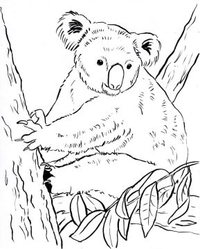Desenho de Coala na Paisagem para Colorir Pdf