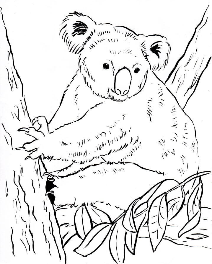 Desenho de Coala na Paisagem para Colorir Pdf