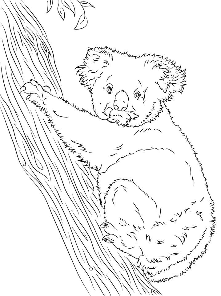 Desenho de Coala no Chão para Imprimir