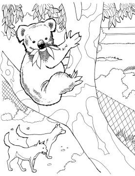 Desenho de Coala para Imprimir lápis de Cor