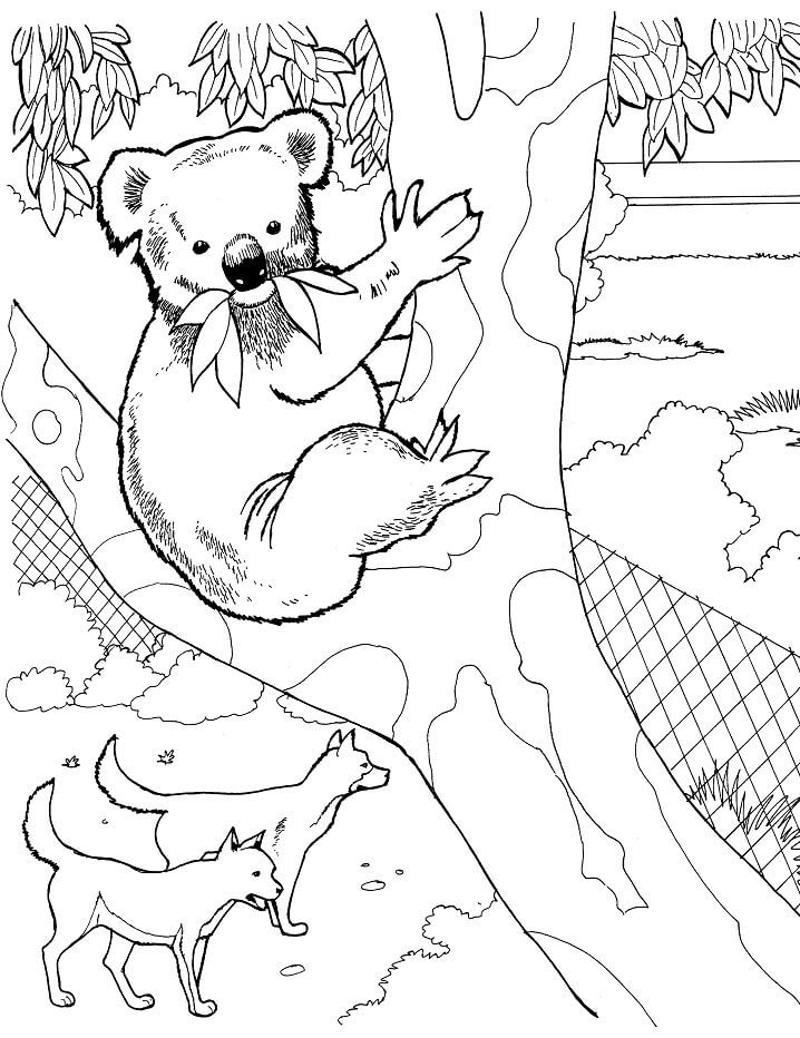 Desenho de Coala para Imprimir Lápis de Cor