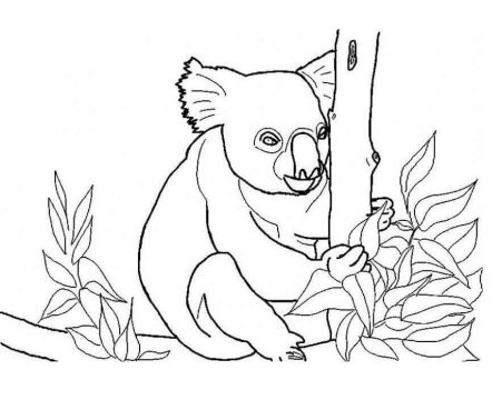 Desenho de Coala Subindo na árvore para Colorir