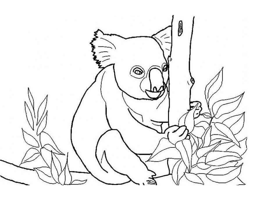 Desenho de Coala Subindo na Árvore para Colorir