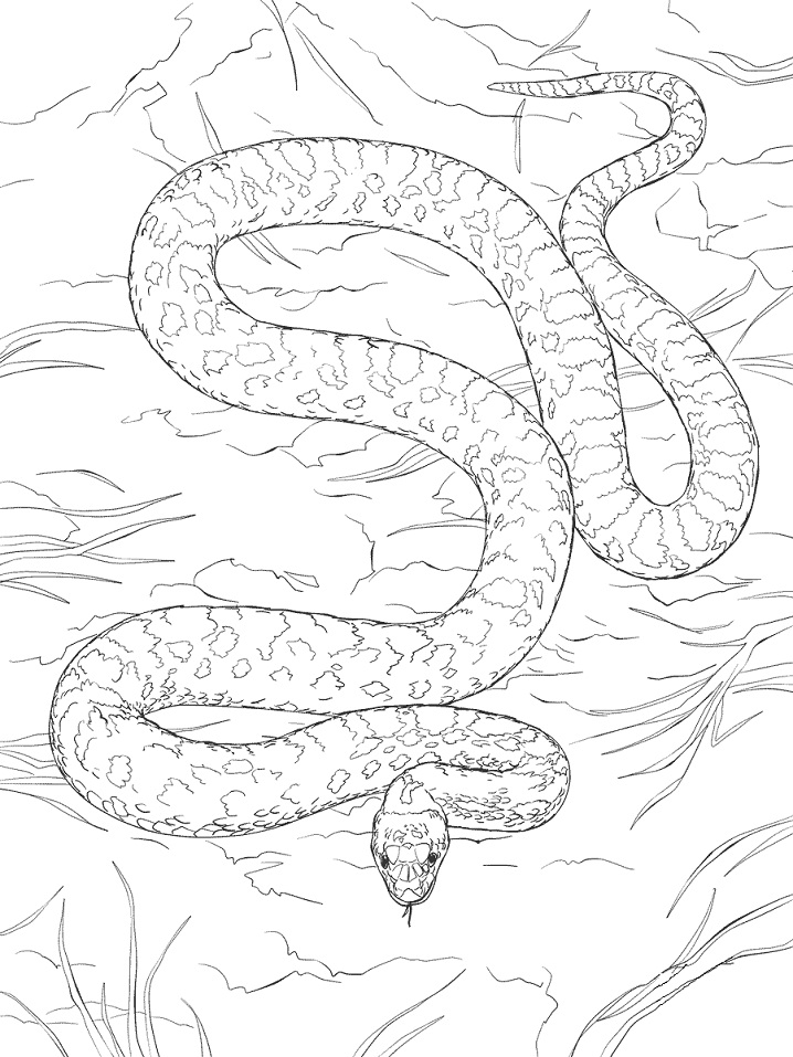 Desenho de Cobrá Bonita para Colorir Pdf