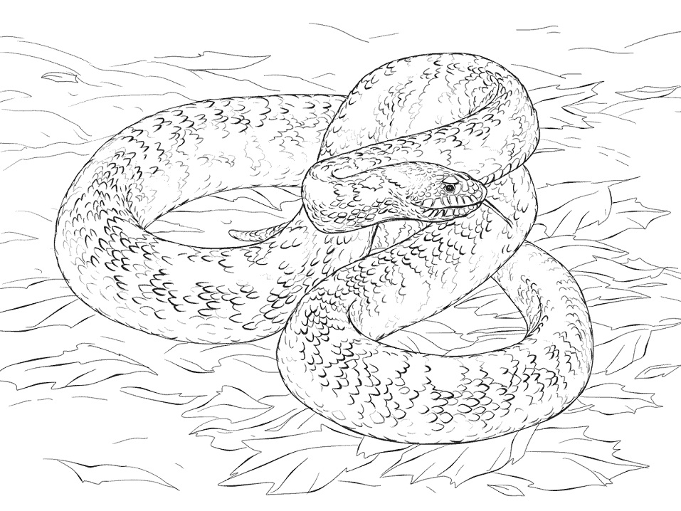 Desenho de Cobrá Detalhada para Colorir Pdf