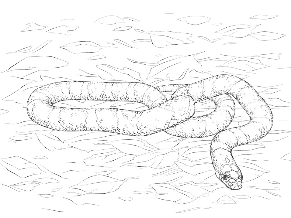Desenho de Cobrá Imprimivel Download