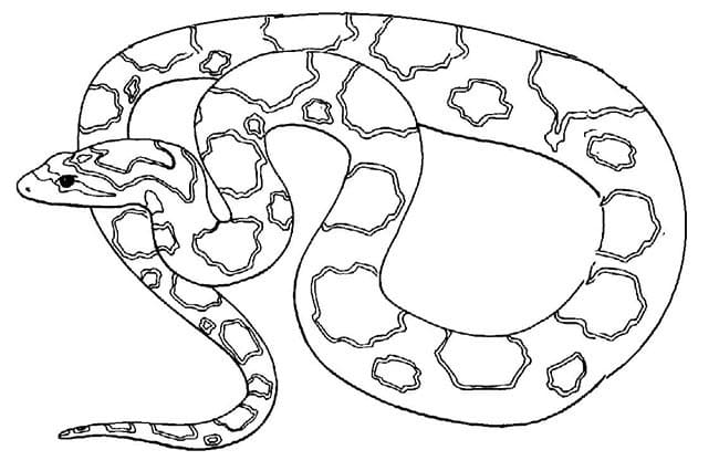 Desenho de Cobrá Jiboia Grátis para Crianças para Colorir