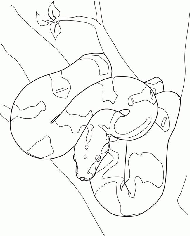 Desenho de Cobrá Jiboia na Árvore para Colorir