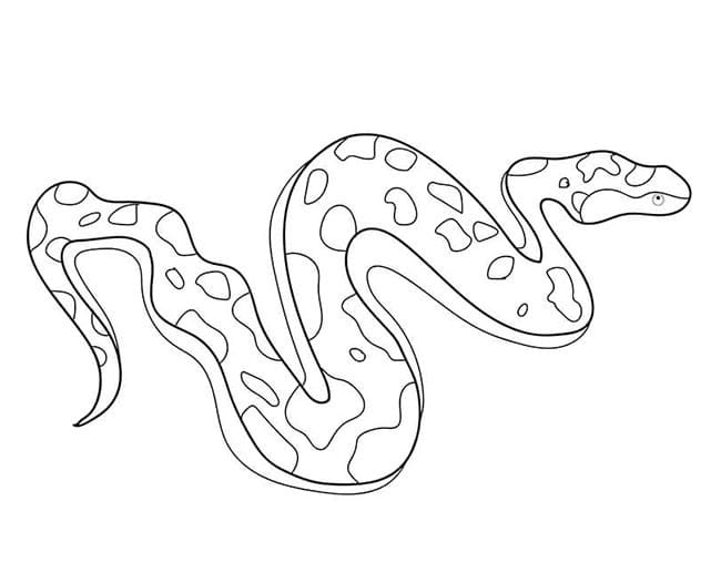 Desenho de Cobrá Jiboia para Colorir