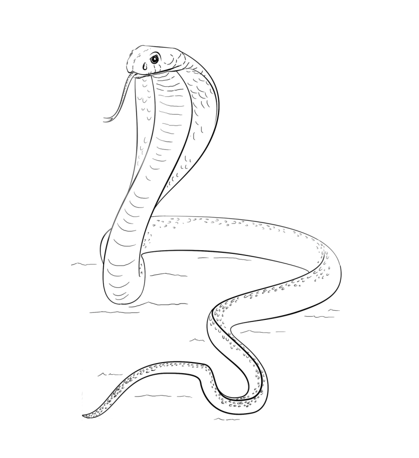 Desenho de Cobrá para Imprimir Lápis de Cor