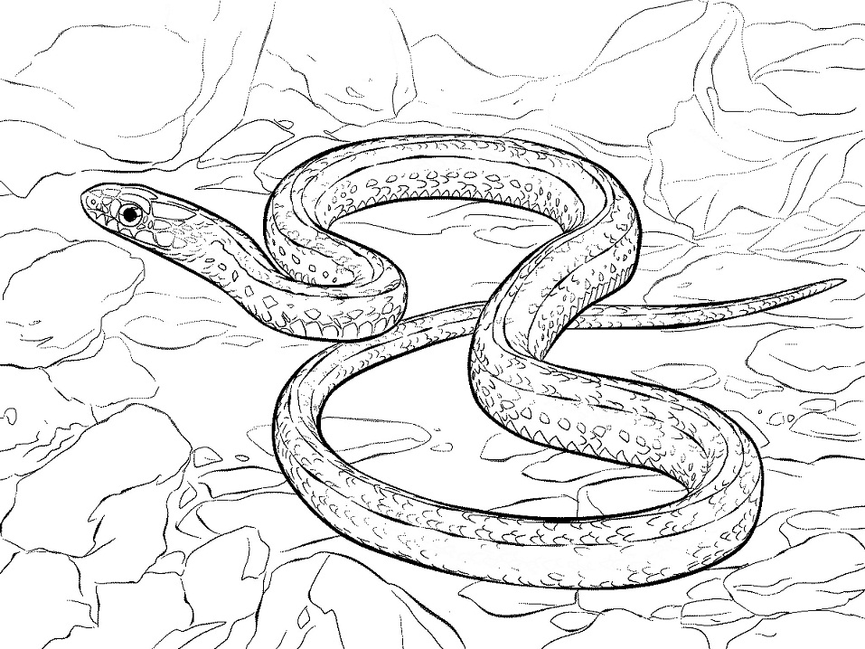 Desenho de Cobrá para Pintar Giz de Cera