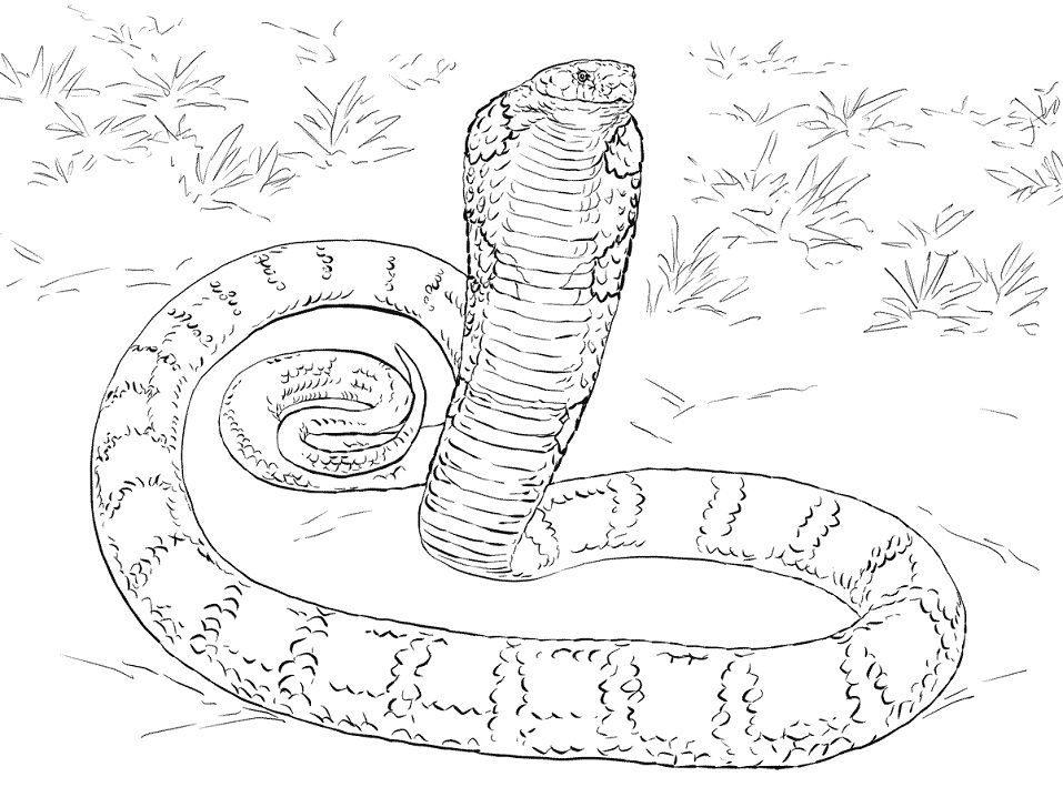Desenho de Cobrá Pequena para Imprimir Lápis de Cor