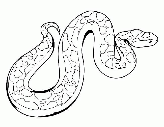 Desenho de uma Cobrá Jiboia para Colorir