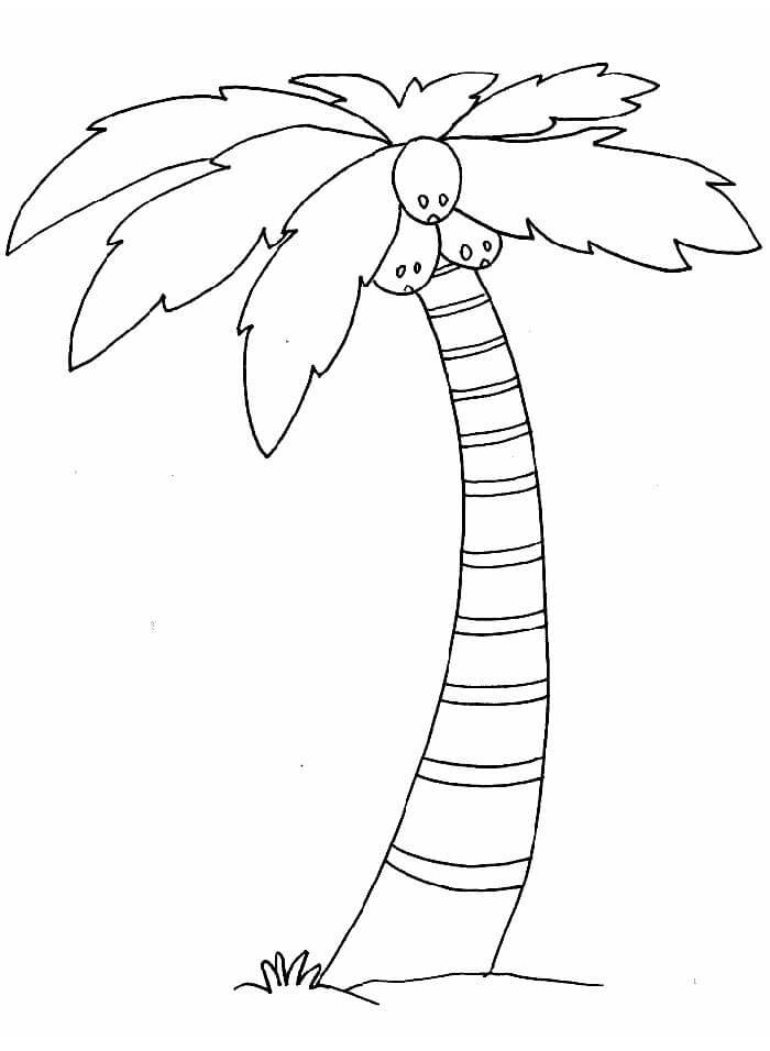 Desenho de Coqueiro com Cocos para Colorir