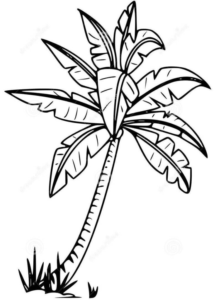 Desenho de Coqueiro Imprimivel Download