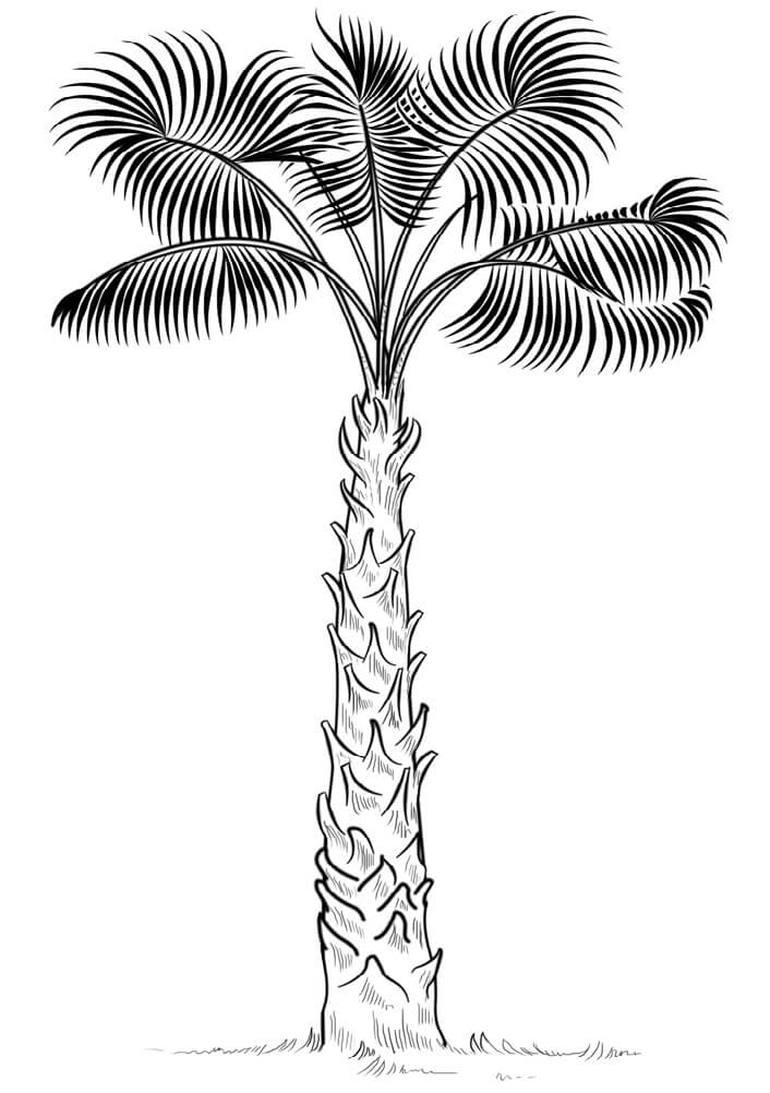 Desenho de Coqueiro Simples para Imprimir Lápis de Cor