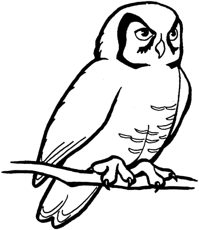Desenho de Coruja no Galho para Colorir