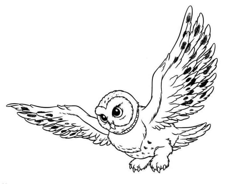 Desenho de Imagem de Coruja para Colorir