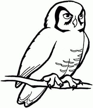 Desenho de Uma Coruja no Galho para Colorir