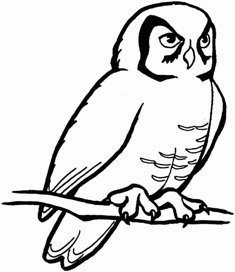 Desenho de uma Coruja no Galho para Colorir